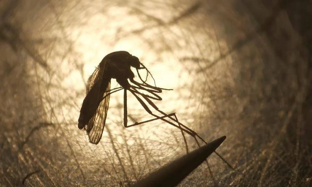 Κορονοϊός: Μπορεί να μεταδοθεί από τα κουνούπια ο ιός;